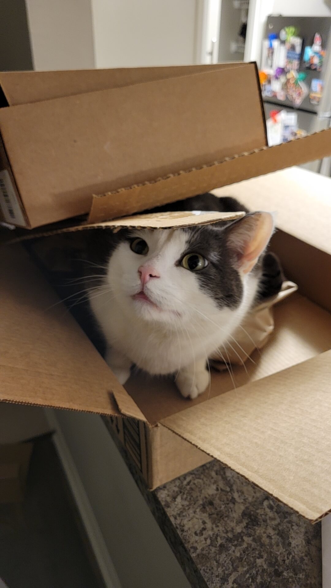 My cuddly cat, Bug